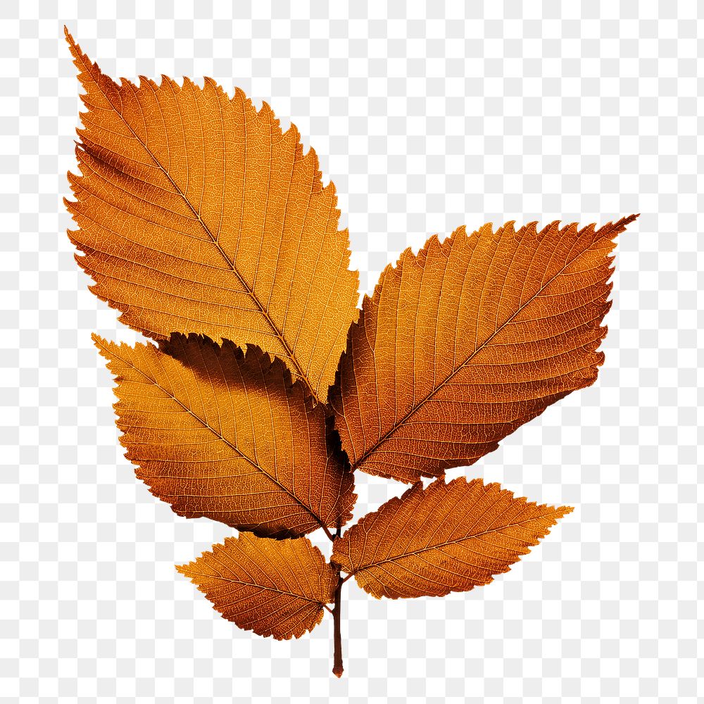 Autumn leaf png sticker, transparent background