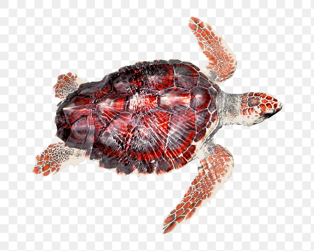 Sea turtle png sticker, transparent background