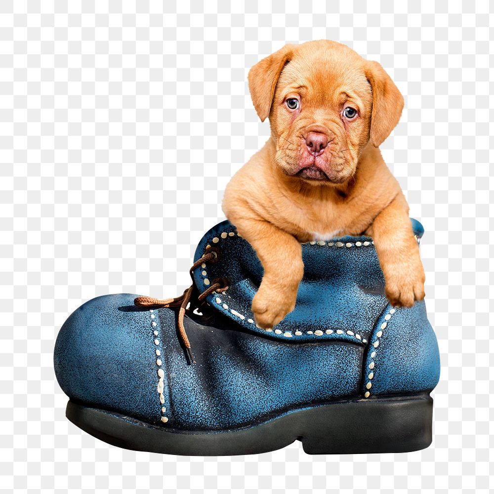 Cute puppy png in a boot, transparent background