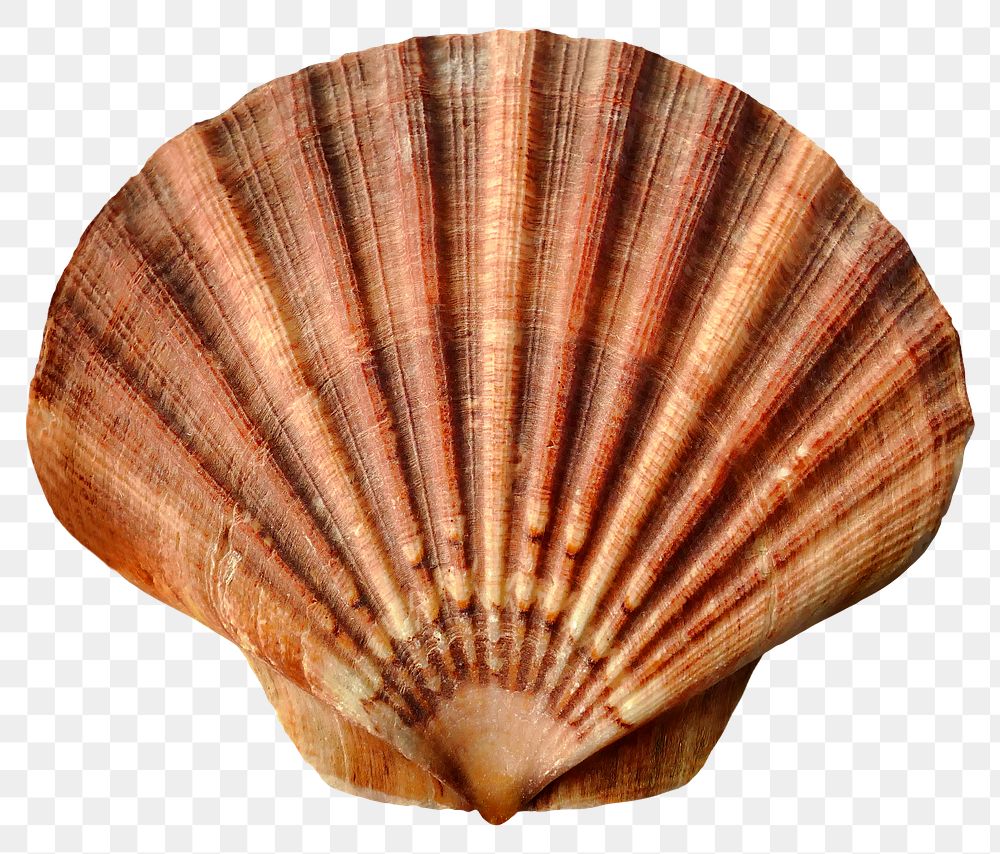 Clam shell png sticker, transparent background