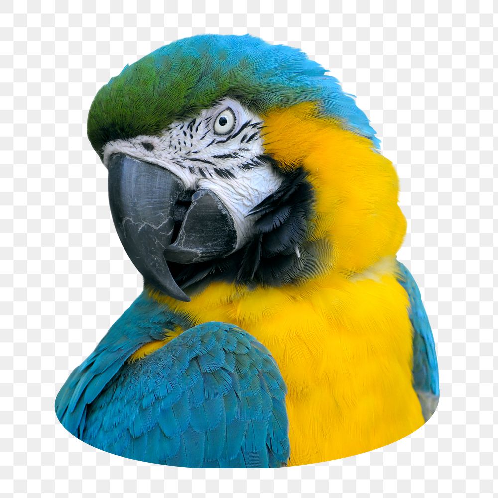 Macaw parrot png sticker, transparent background