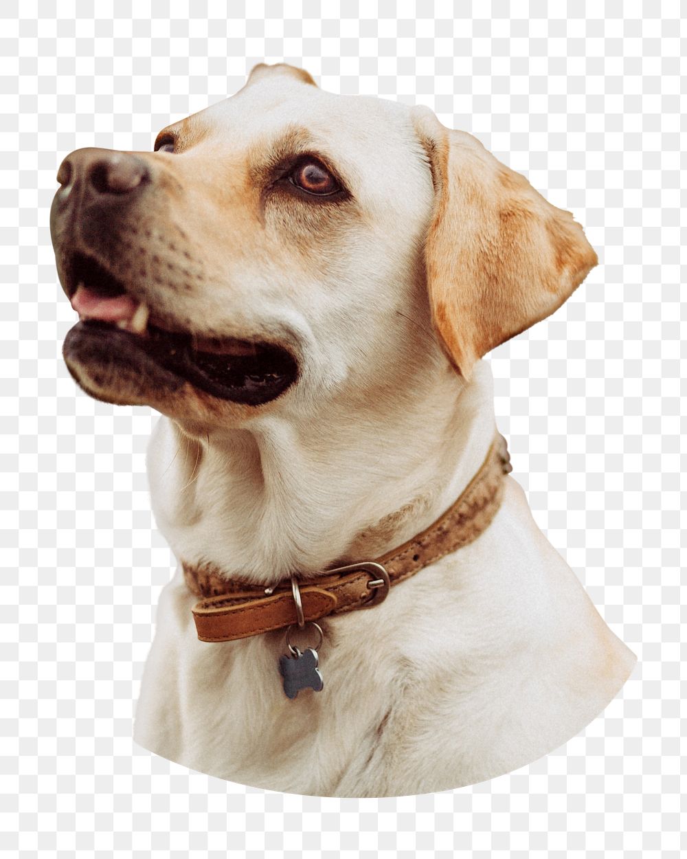 Labrador retriever png sticker, transparent background