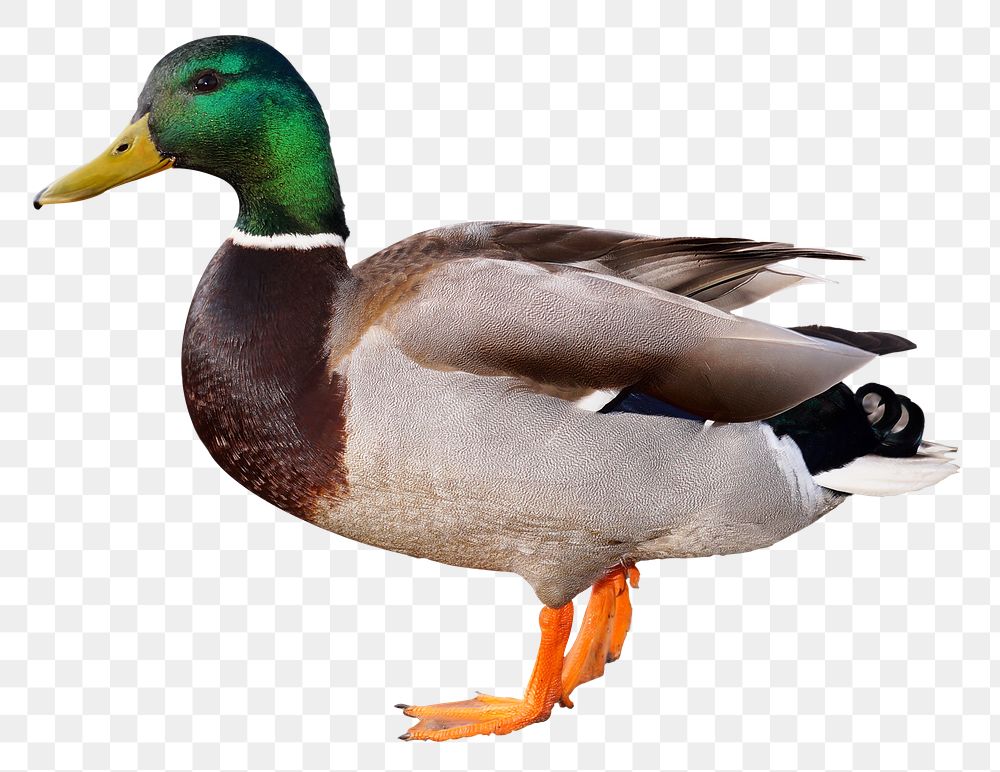 Mallard duck png sticker, transparent background