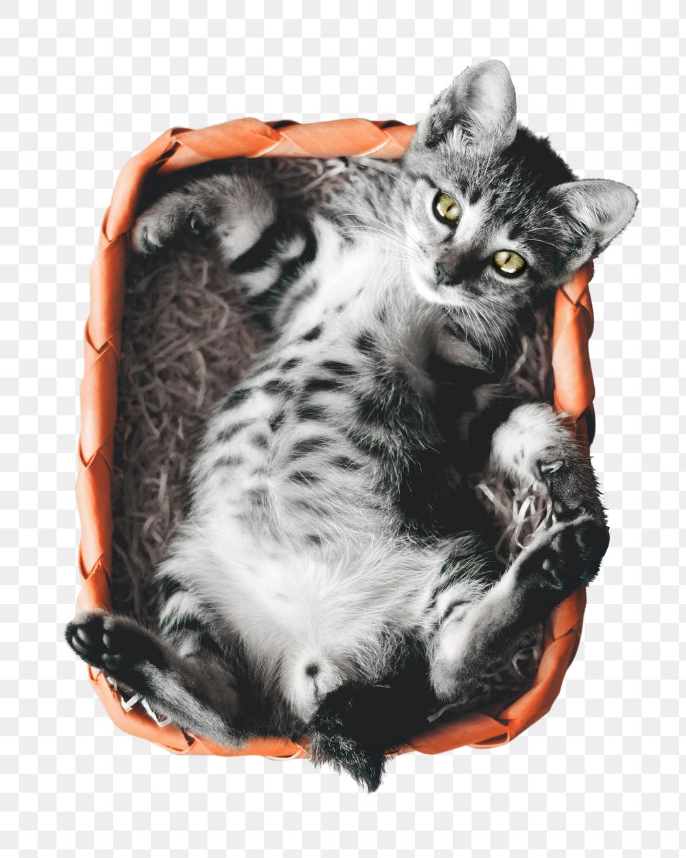 Cute cat png pet sticker, transparent background