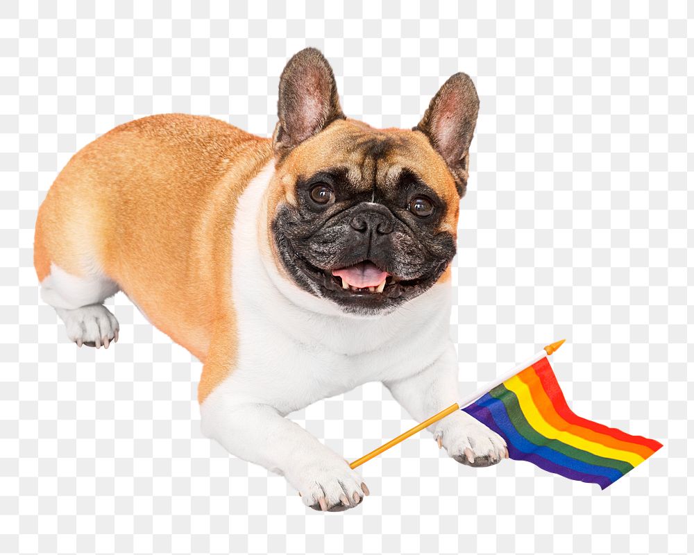 Pride month dog png sticker, transparent background