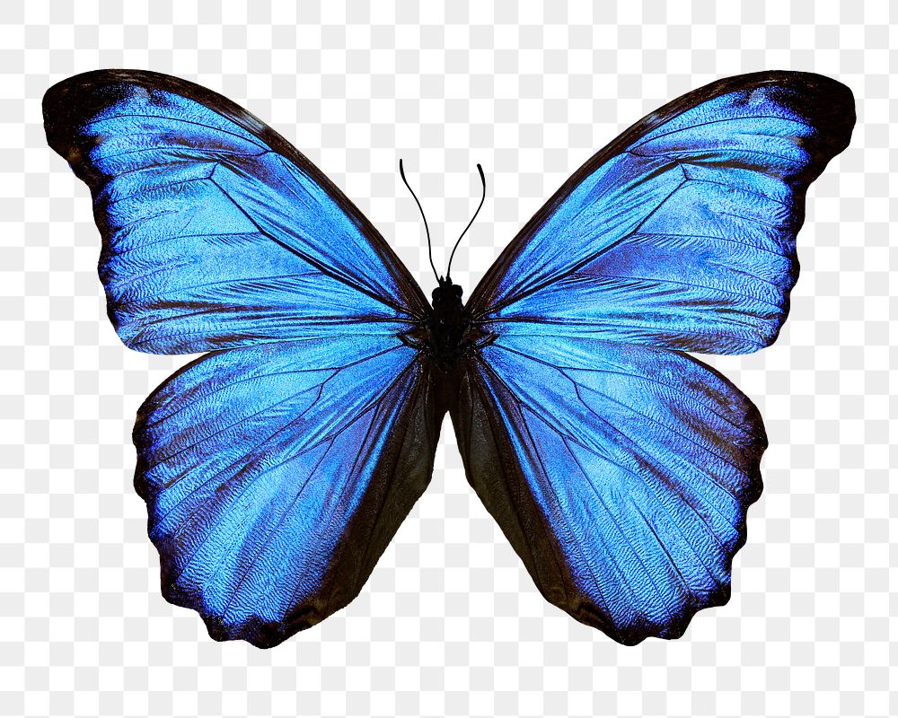 Blue Butterfly Png Sticker Transparent Free Png Rawpixel