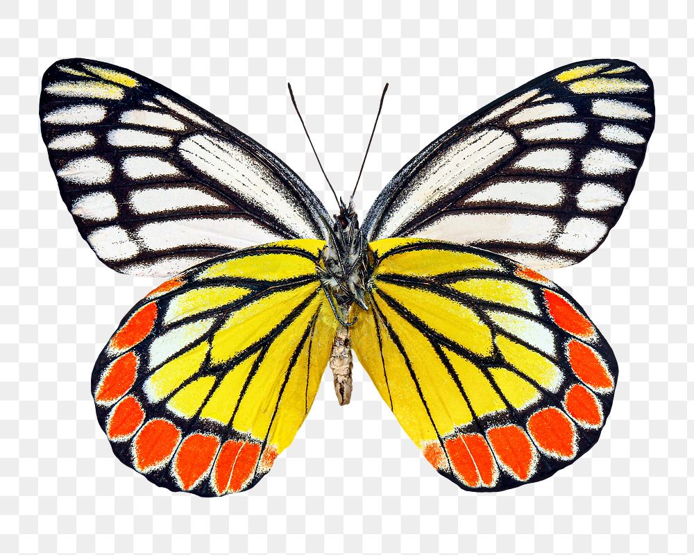 Butterfly png animal sticker, transparent background