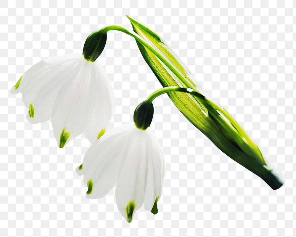 Snowdrop flowers png sticker, transparent background 