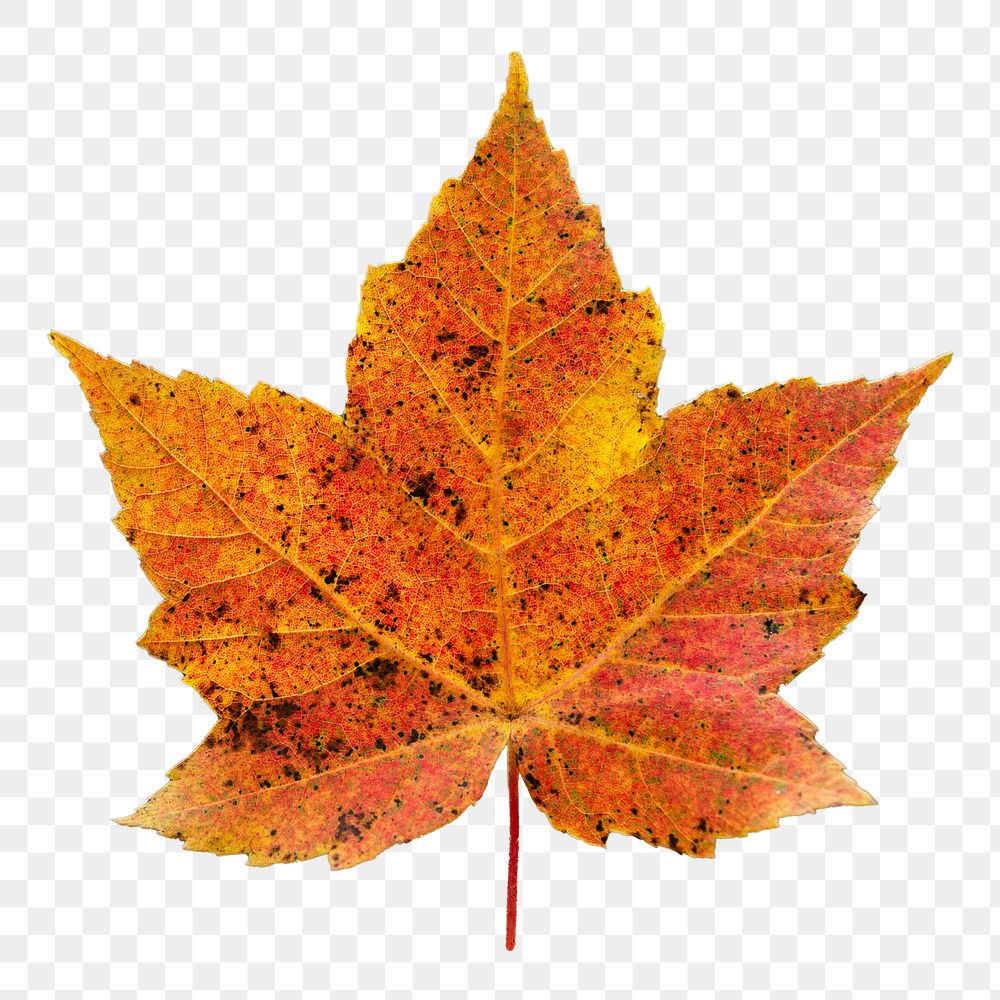Fall maple leaf png sticker, transparent background 