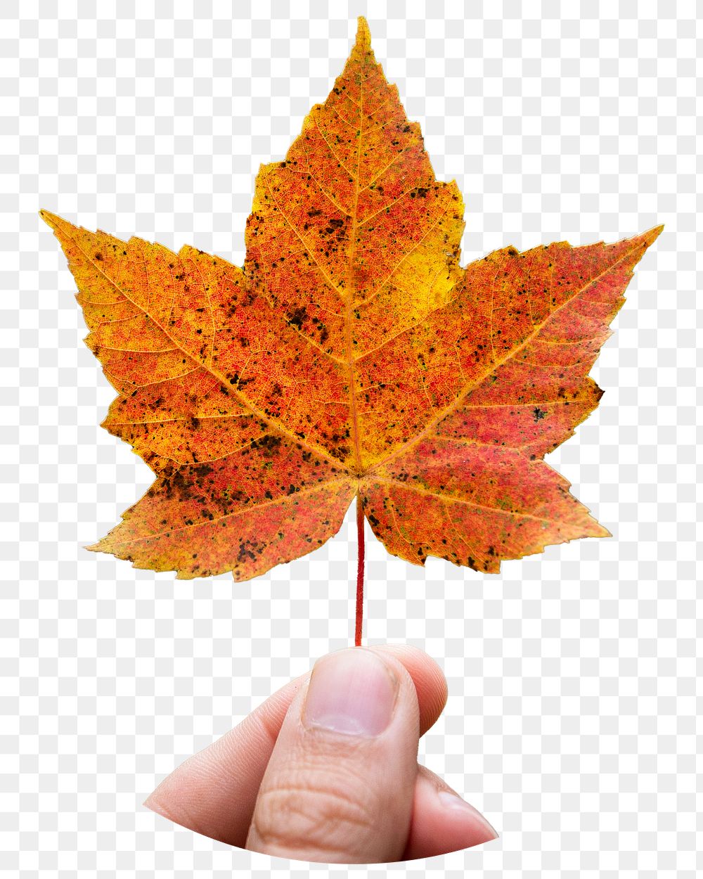 Png hand holding autumn leaf sticker, transparent background 