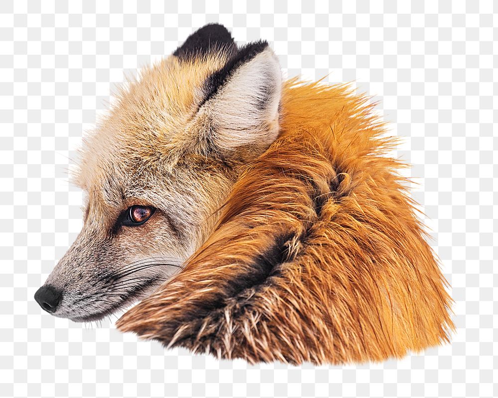 Red fox png sticker, transparent background