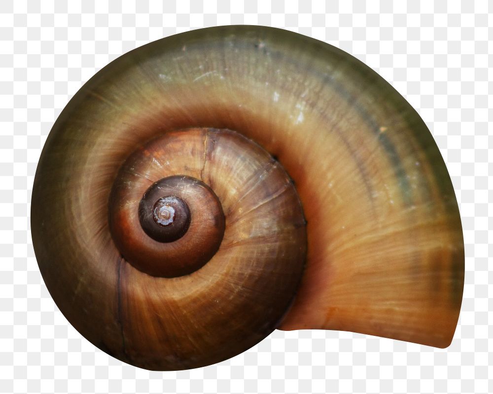 Snail shell  png sticker, transparent background
