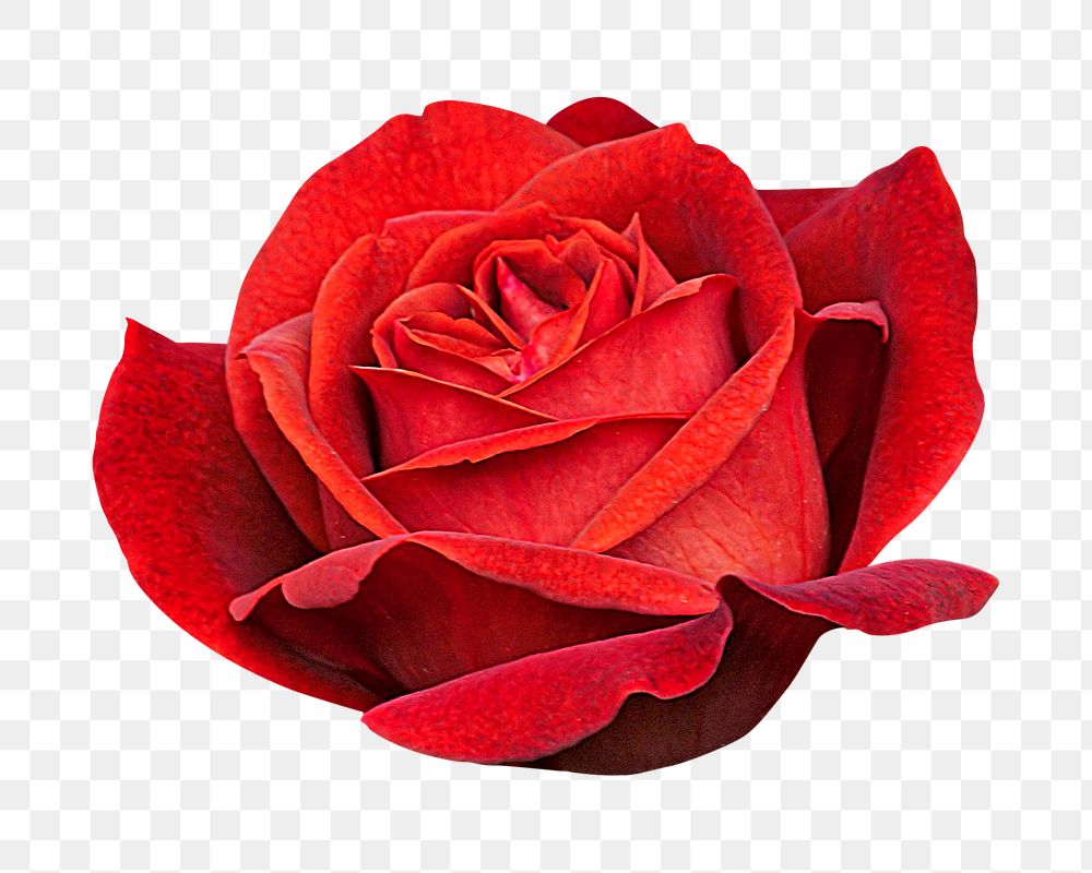 Red rose png sticker, transparent background