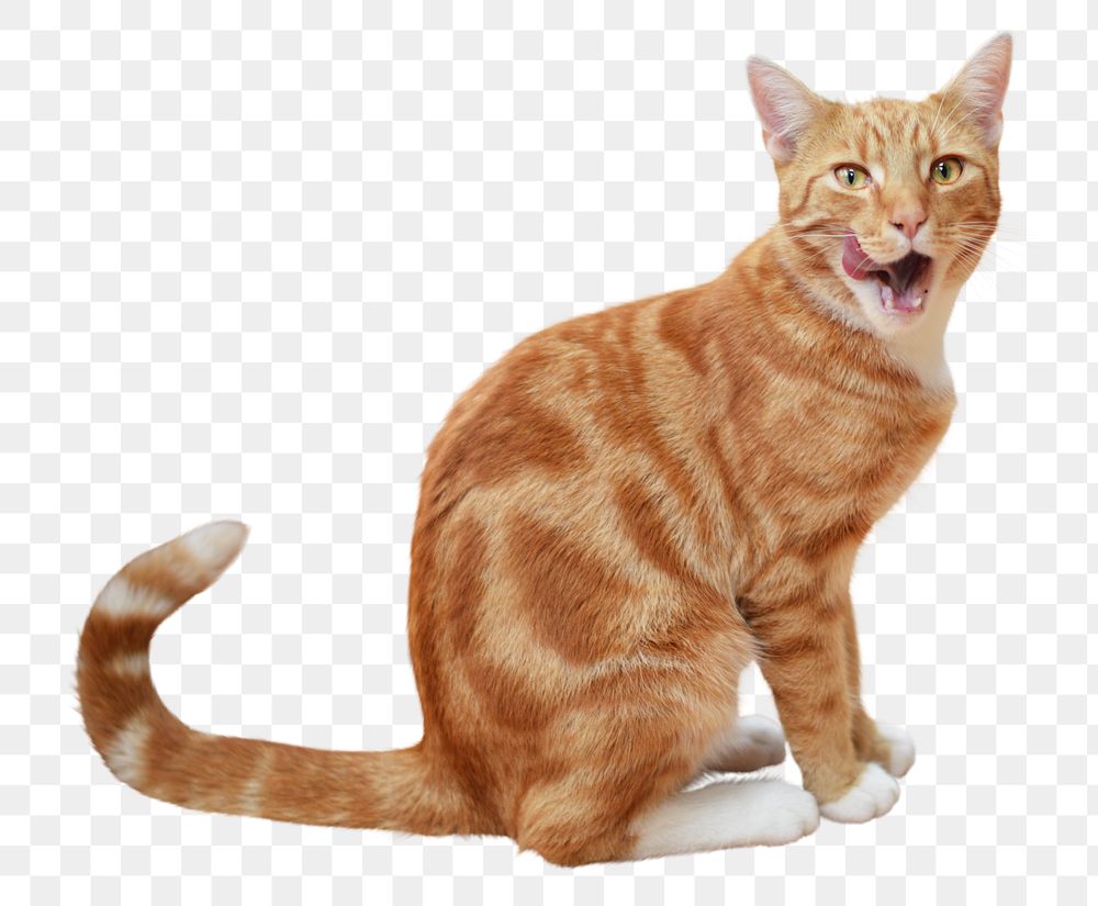 Tabby cat png sticker, transparent background 