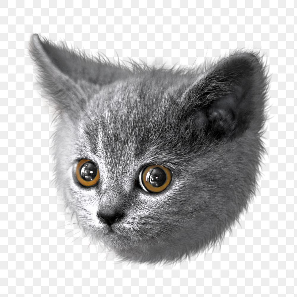 Cute kitten png sticker, transparent background 