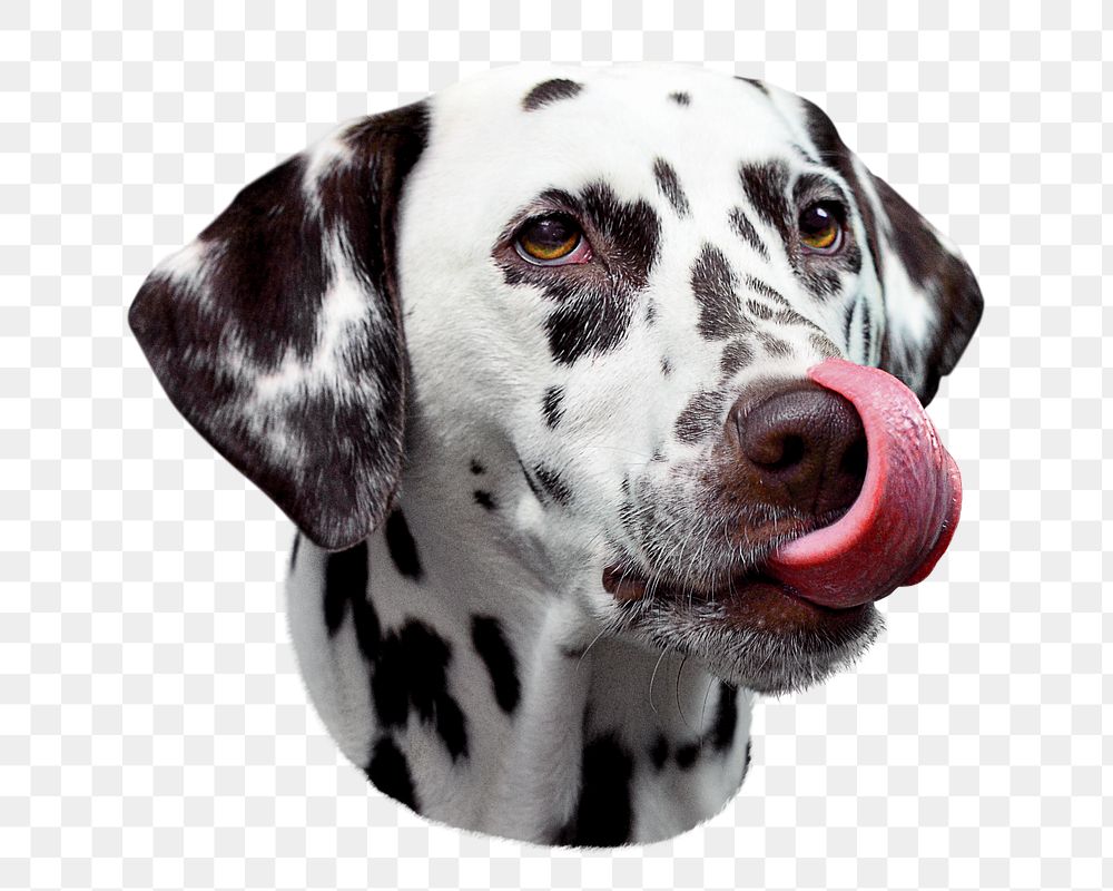 Dalmatian tongue out png sticker, pet animal, transparent background