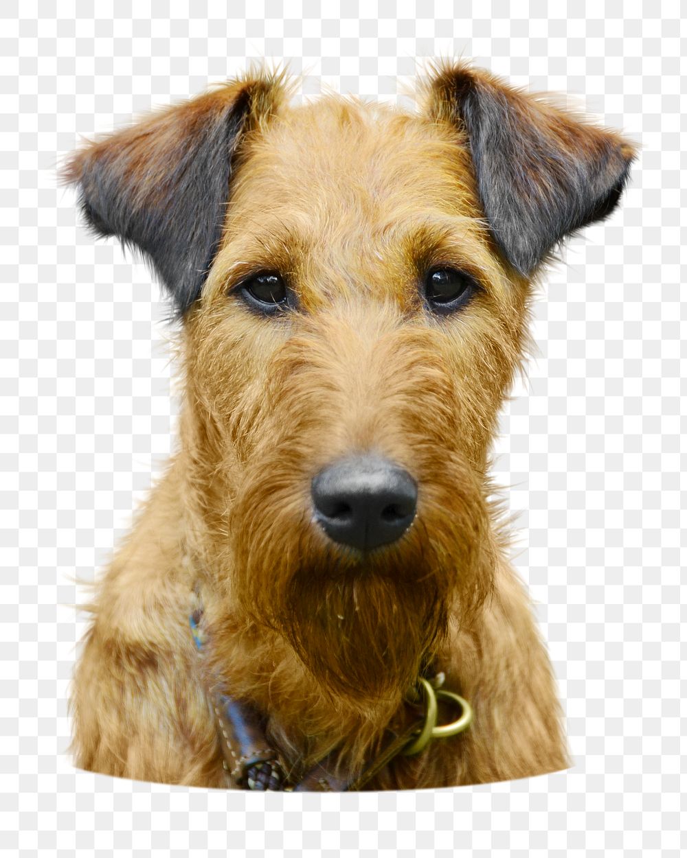 Png Irish terrier dog sticker, transparent background