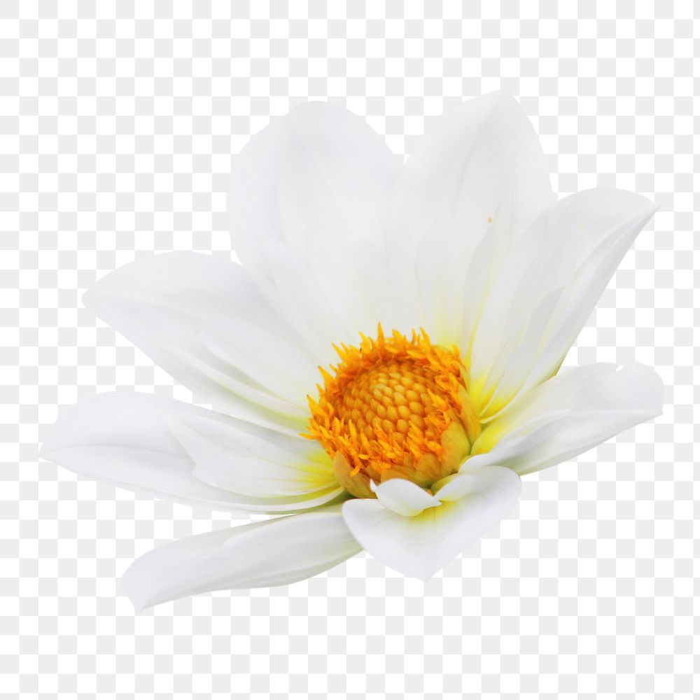 White daisy png flower sticker, transparent background 