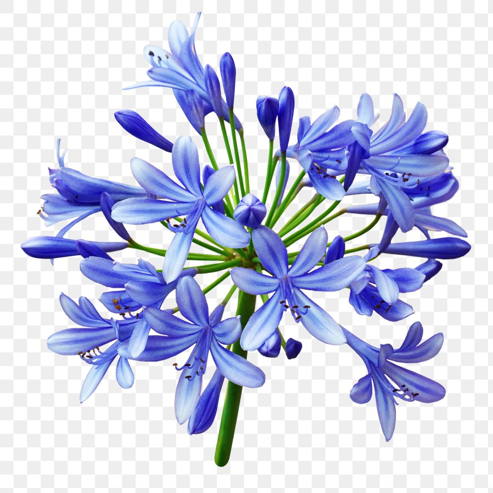Blue lily png sticker, transparent background