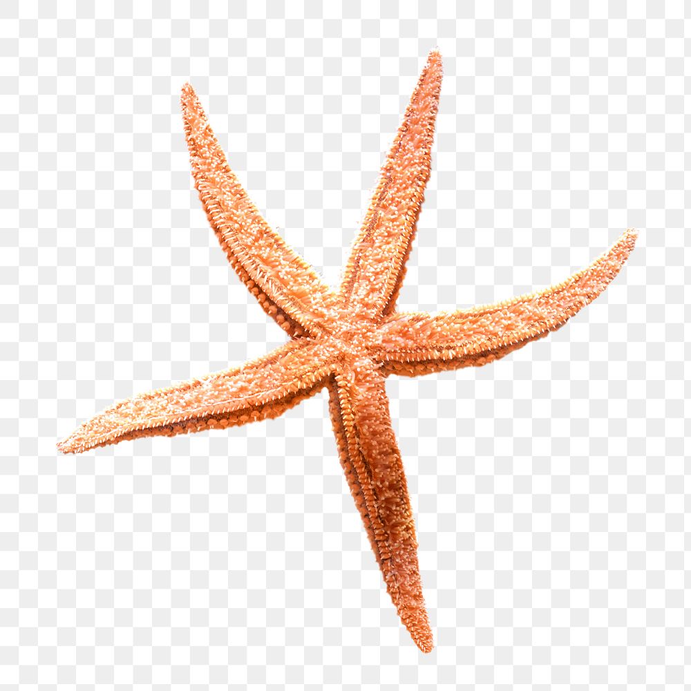 Orange starfish png sticker, transparent background