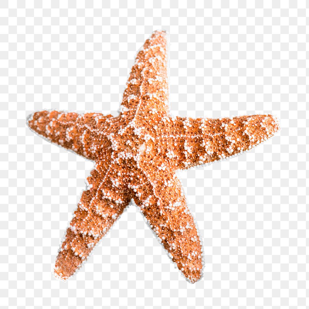 Starfish png sticker, transparent background 