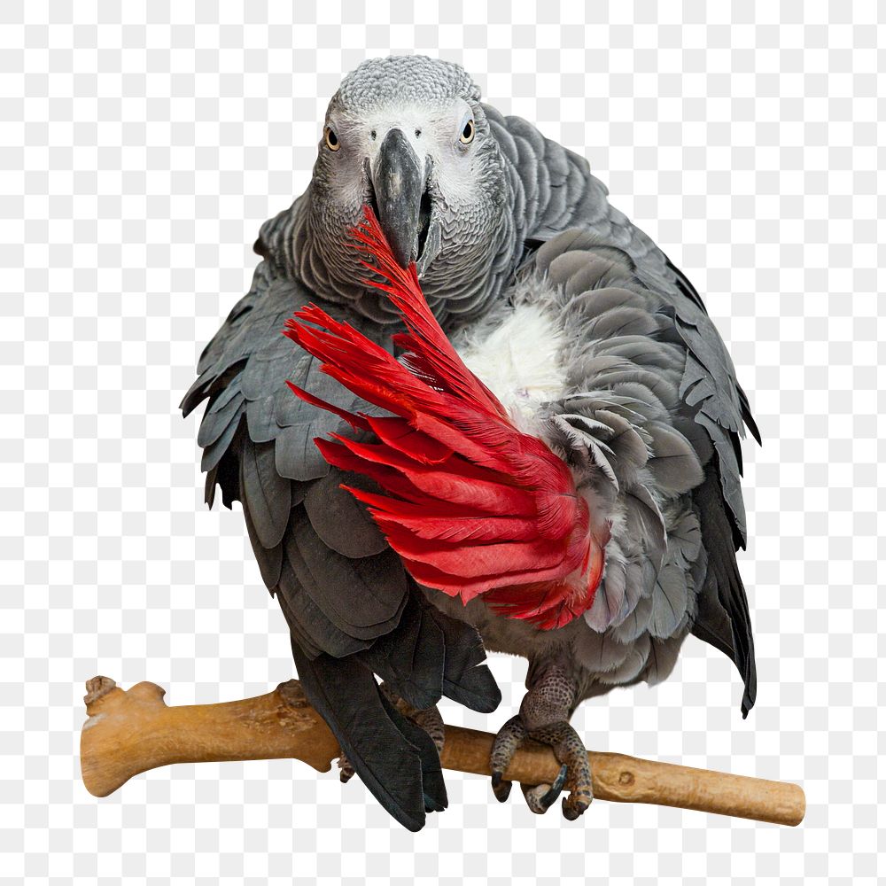 Grey parrot png sticker, transparent background