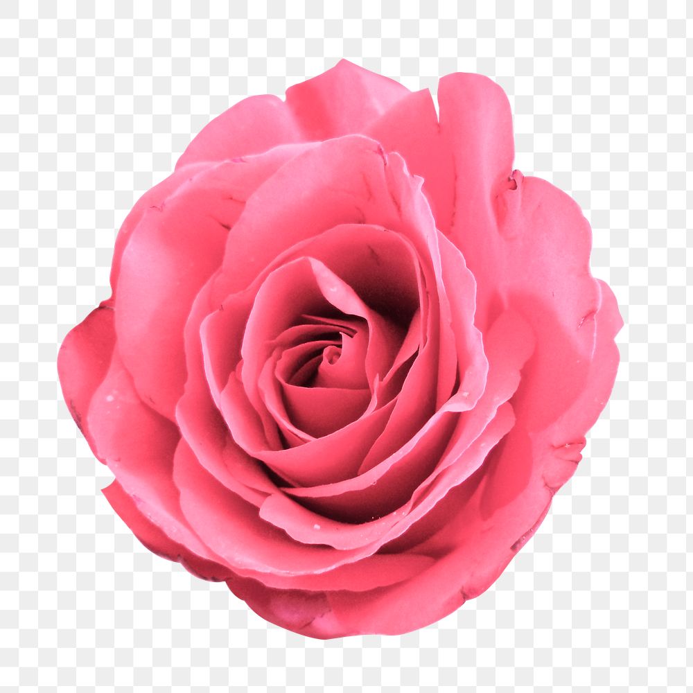 Pink rose png sticker, transparent background