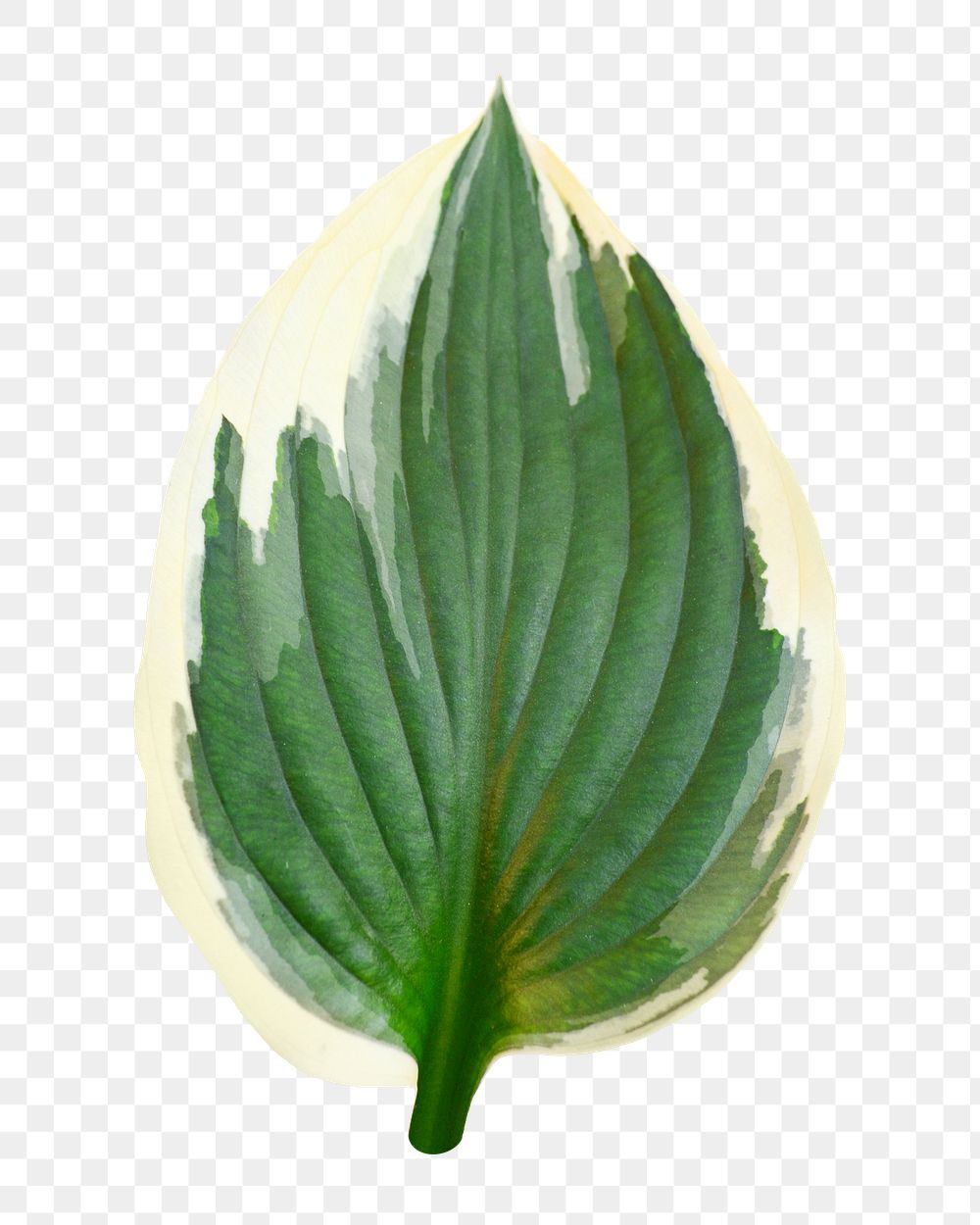 Png leaf sticker, transparent background