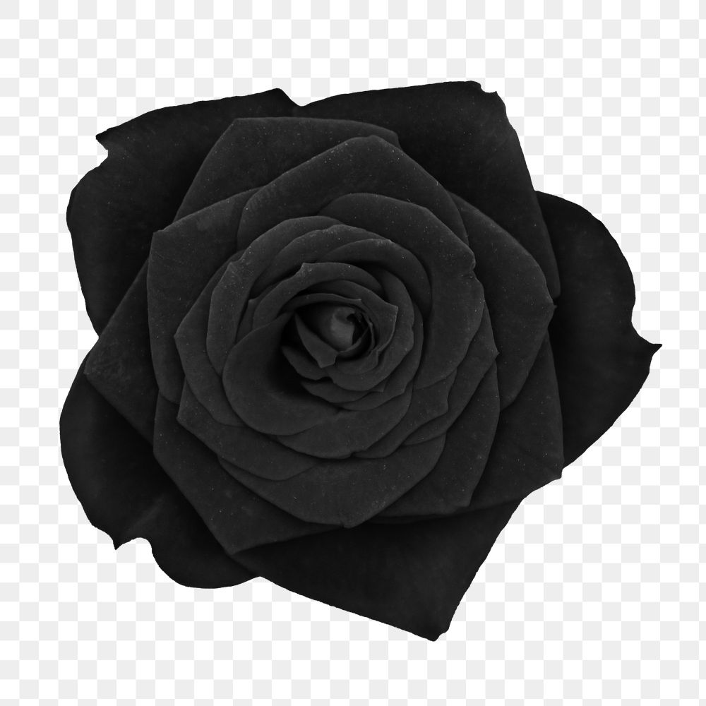 Png black rose flower sticker, transparent background