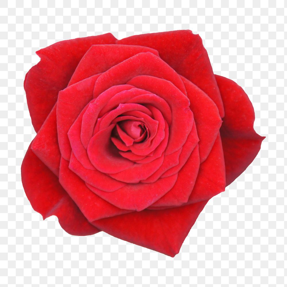 Red rose png sticker, transparent background