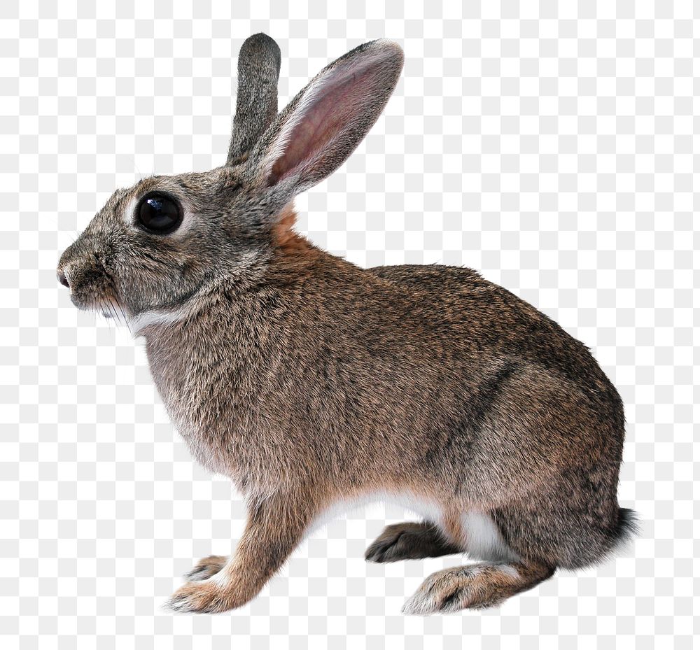 Rabbit png sticker, transparent background 