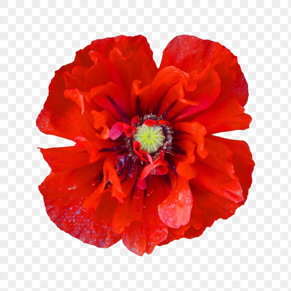 Red poppy png sticker, transparent background