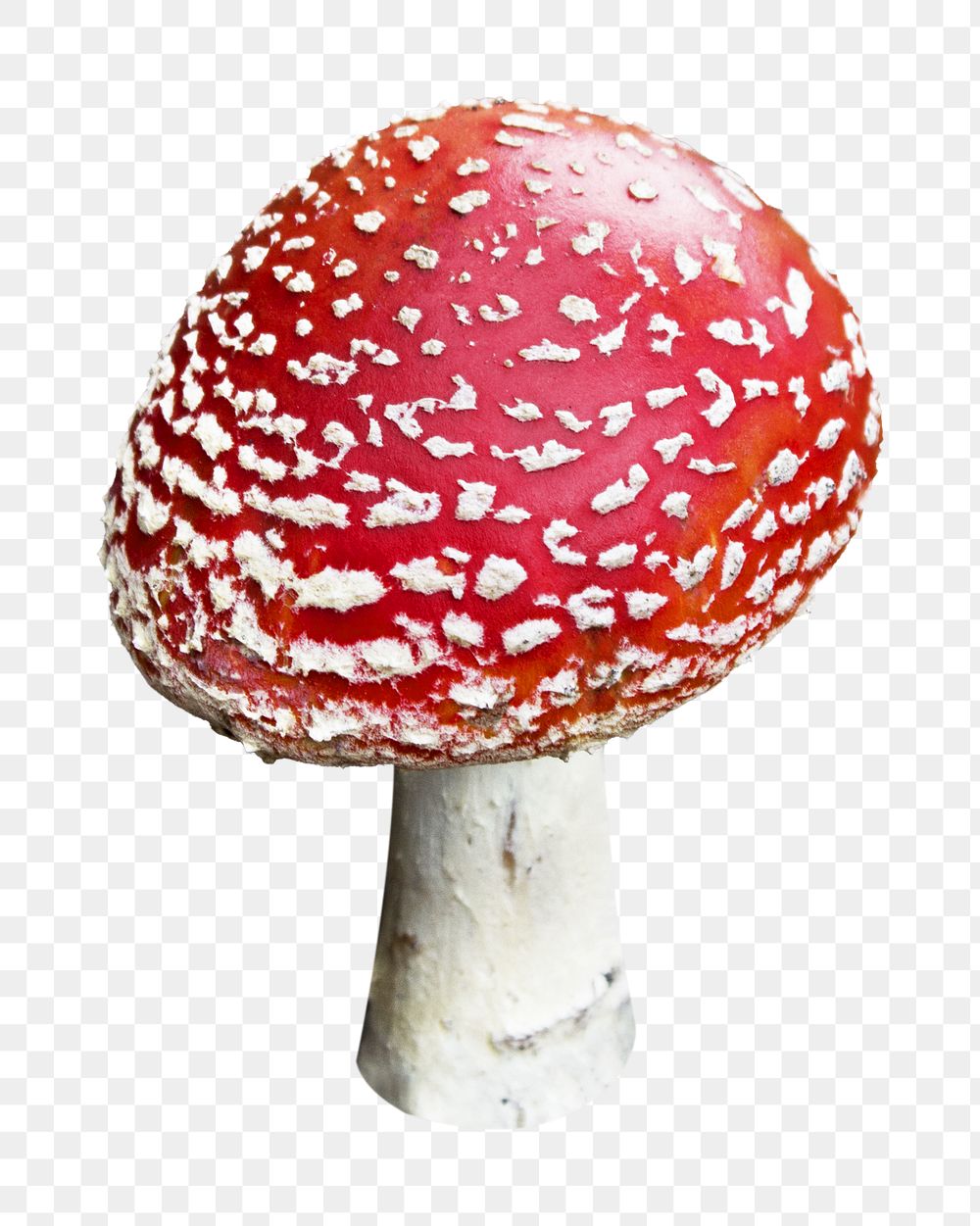 Red mushroom png sticker, transparent background 