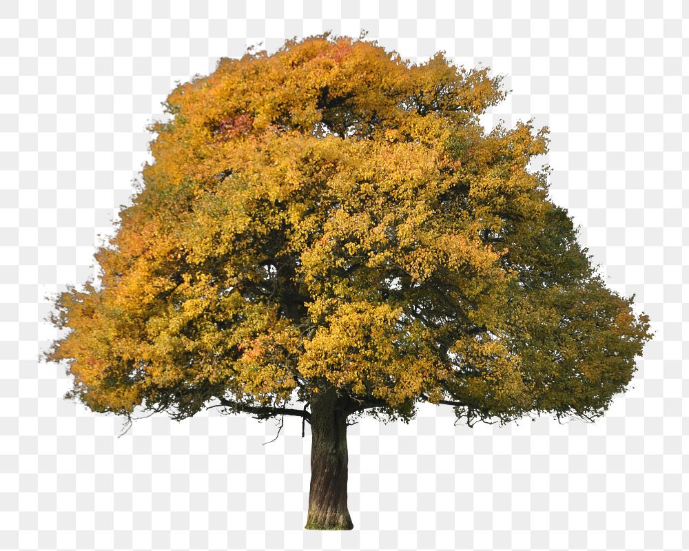 Autumn tree png sticker, transparent background 