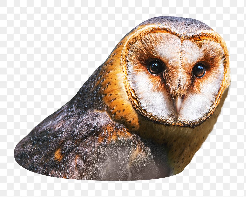 Barn owl png sticker, transparent background