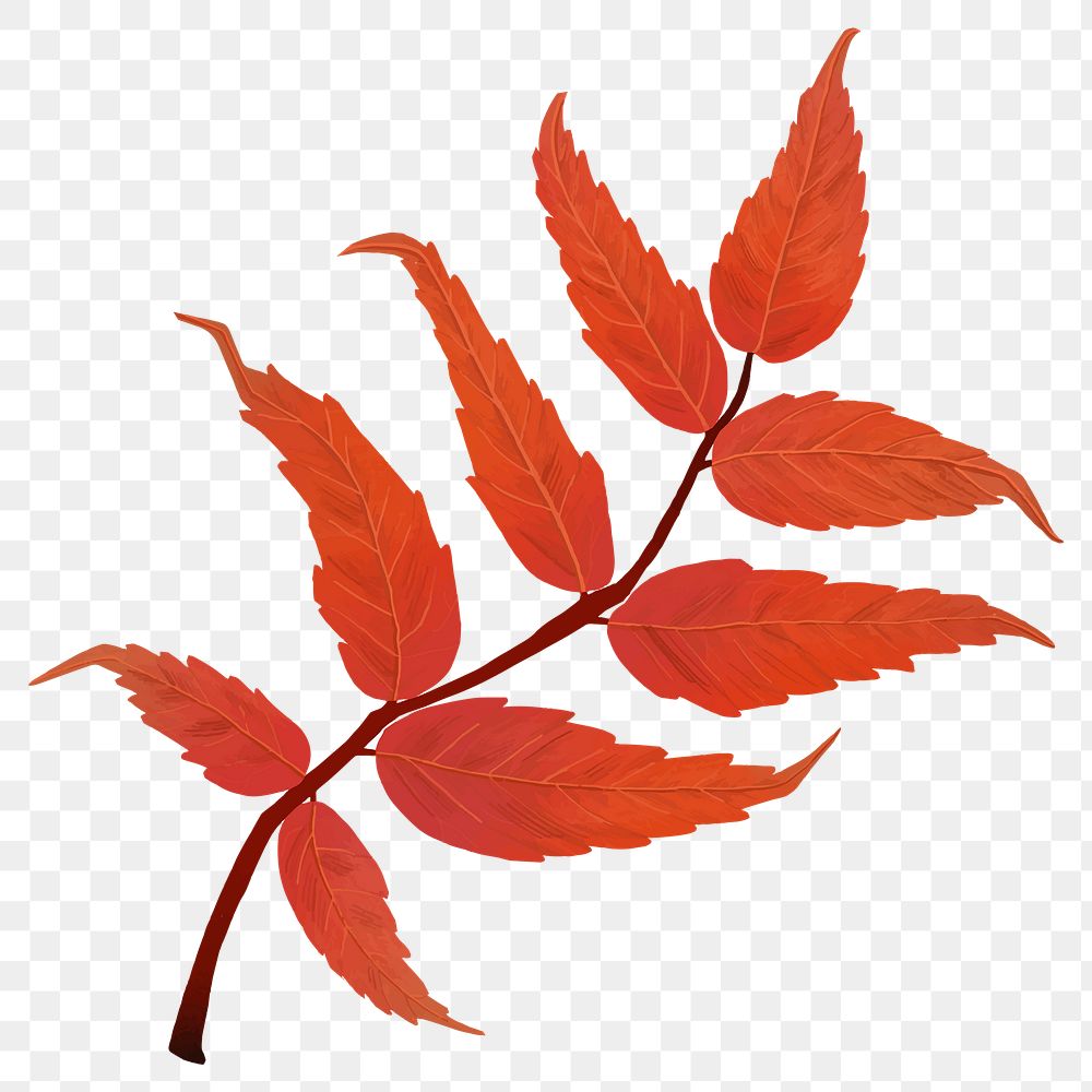 Fall leaf png autumn sticker, transparent background