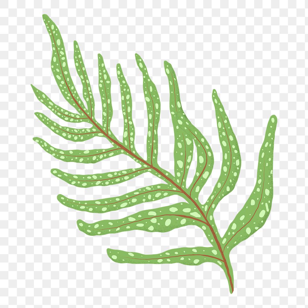 Fern leaf png sticker, transparent background