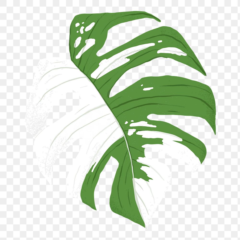 Monstera leaf png sticker, transparent background