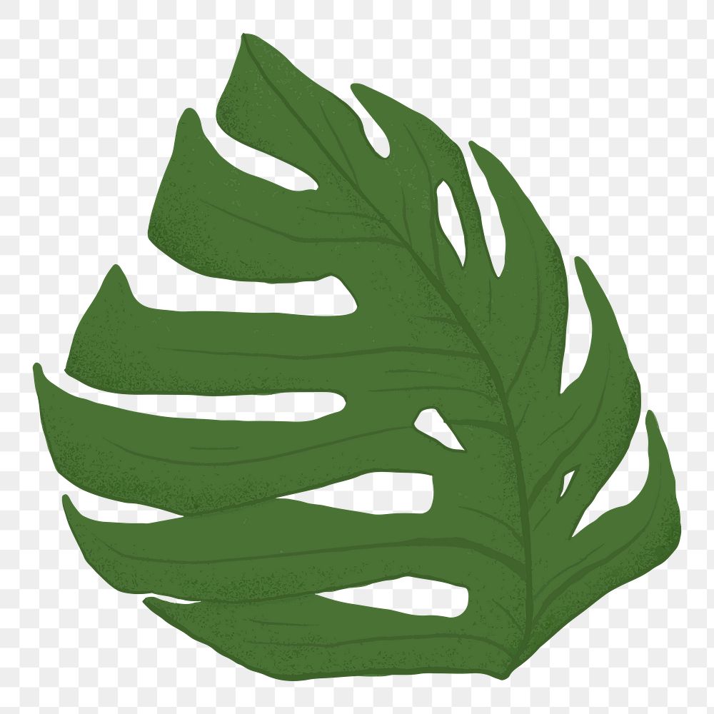 Monstera leaf png sticker, transparent background