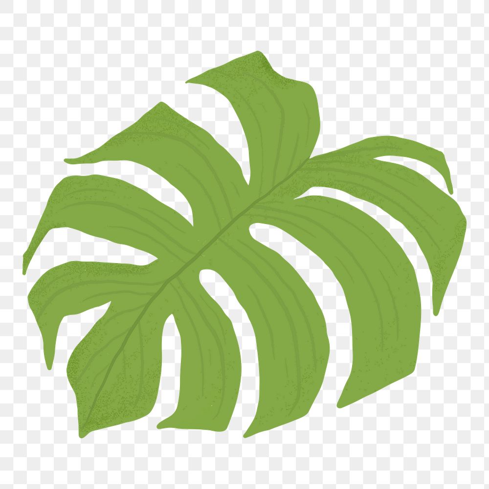 Monstera leaf png sticker, transparent background