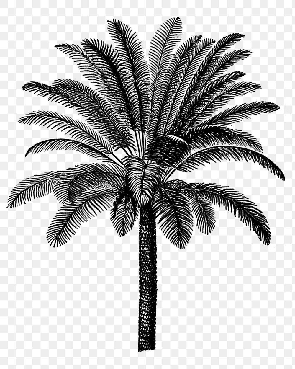 Vintage coconut tree png sticker, botanical illustration, transparent background