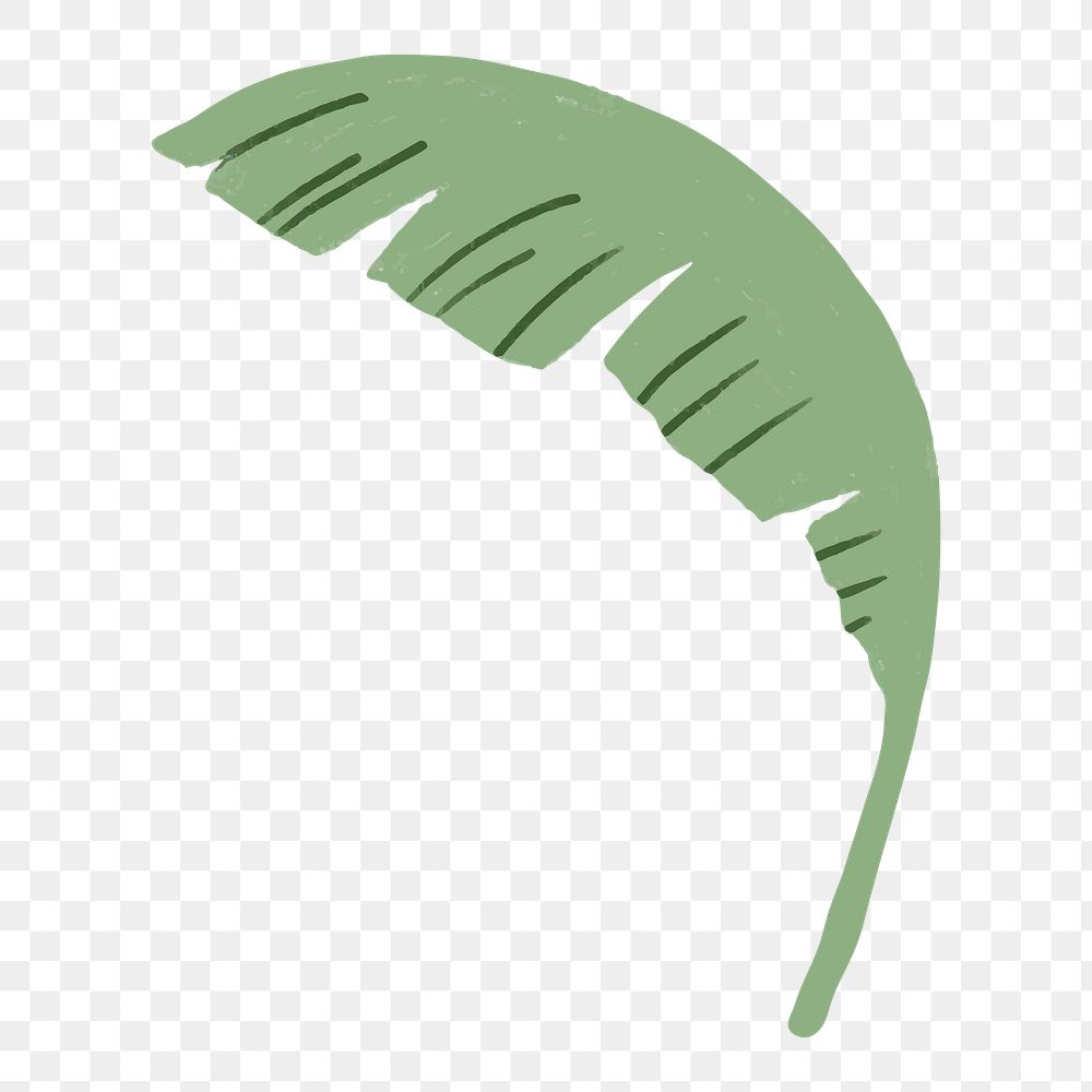 Banana leaf png sticker, botanical illustration, transparent background