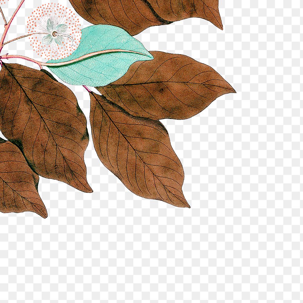 Brown leaf png border sticker, transparent background