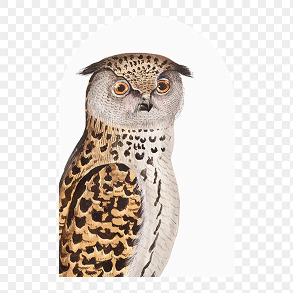 Vintage owl bird png sticker, animal, transparent background