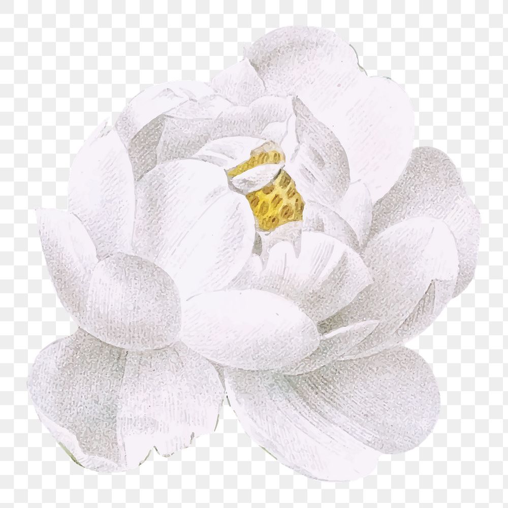 White peony flower png sticker, transparent background