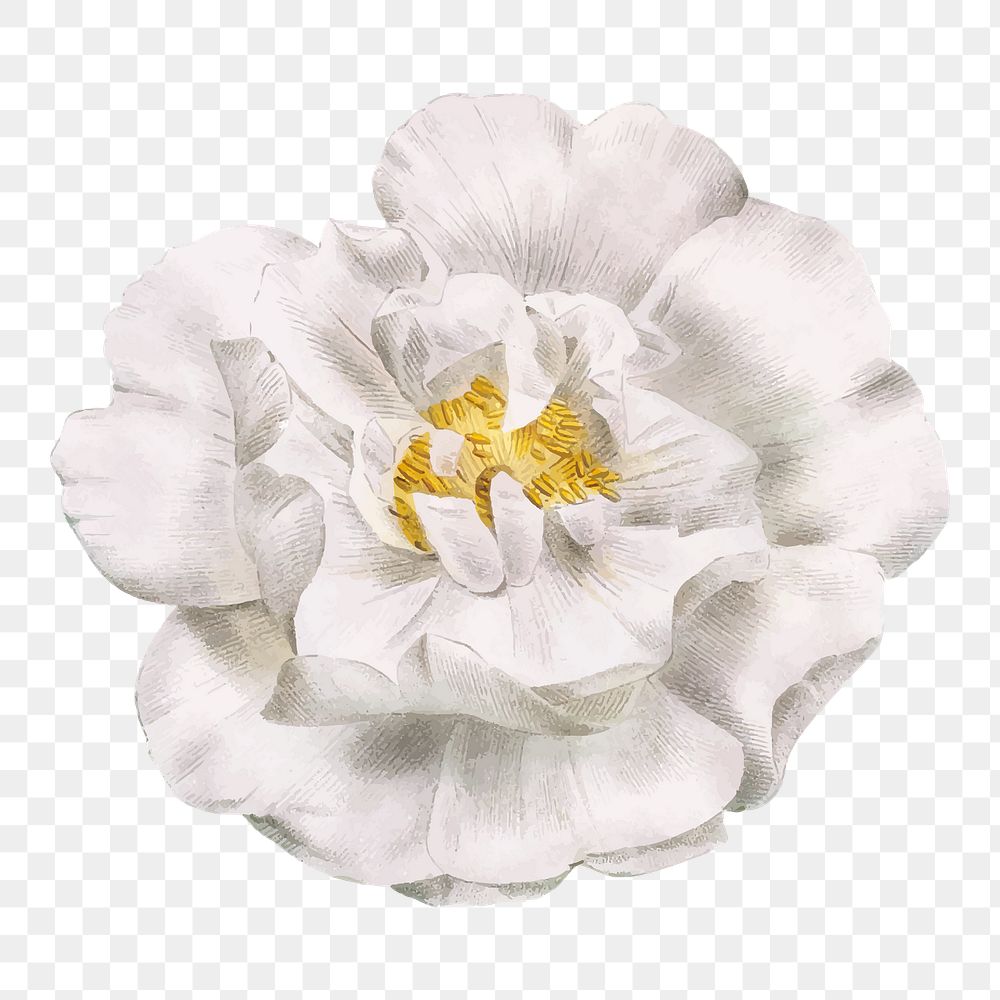 White wild rose png illustration sticker, transparent background