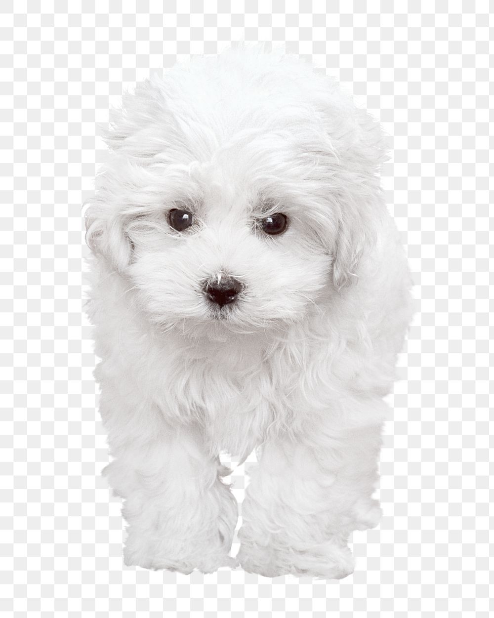 Png white Maltese dog  sticker, transparent background