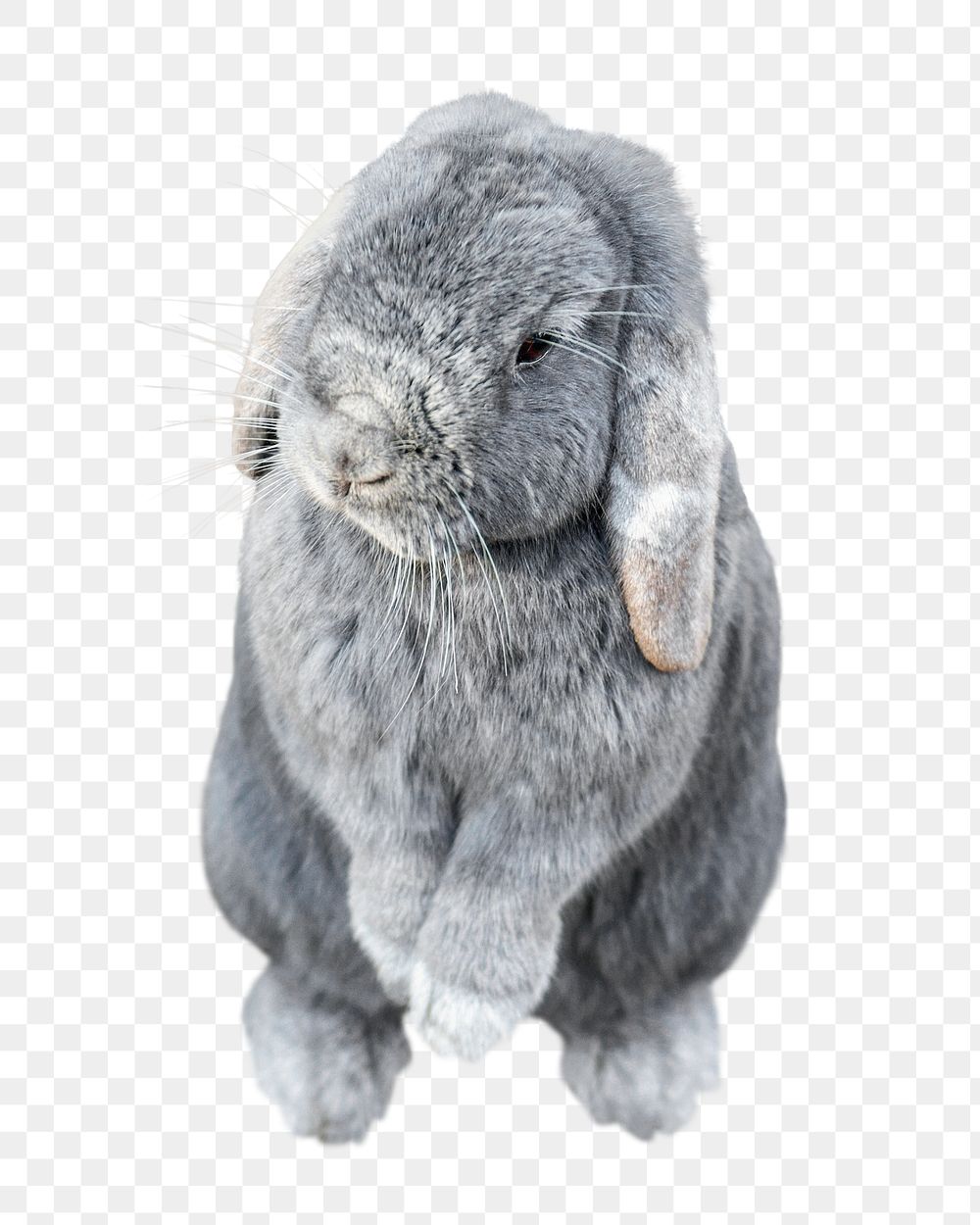 Holland Lop rabbit png sticker, cute bunny, transparent background