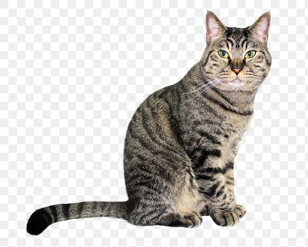 European Shorthair cat  png sticker, transparent background 