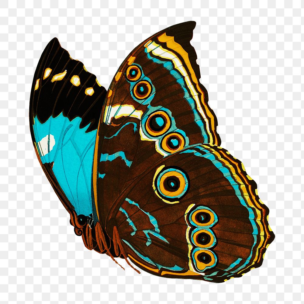 Blue exotic butterfly png sticker, vintage insect on transparent background. E.A. S&eacute;guy's artwork remixed by rawpixel